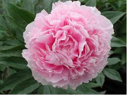 The rose called Sarah Bernhardt
